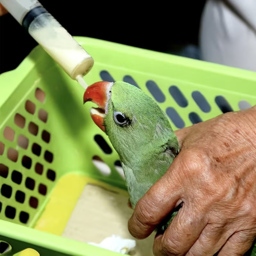 Bird & Small Pet Feeding Tube Set – PE Material