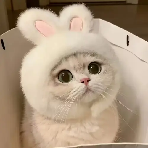 Knit Cat Hat Rabbit Ear S white