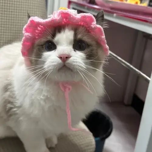 Knit Pufferfish Pet Costume Hat S Pink