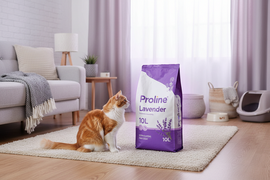 Choosing the Best Cat Litter for Odor Control and Comfort